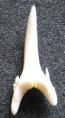 /products/carcharias-taurus-zralok-pisecny-2/